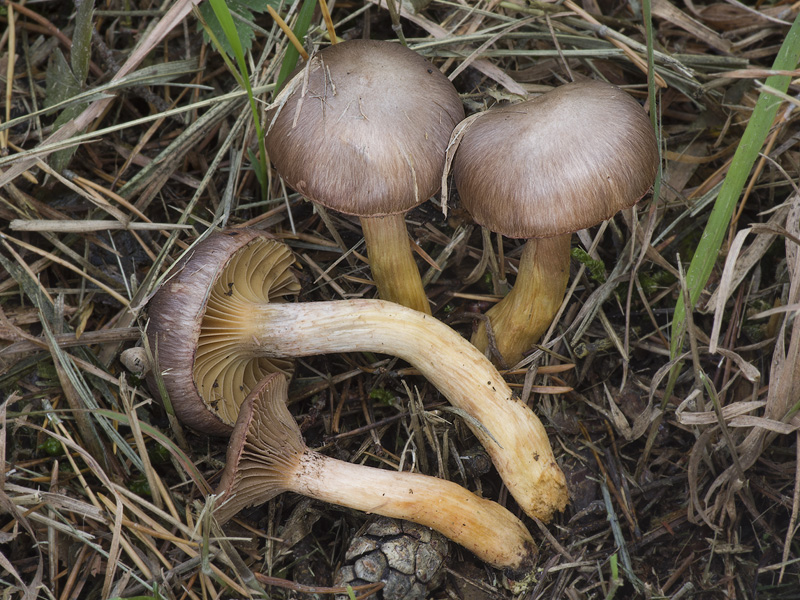 Chroogomphus mediterraneus